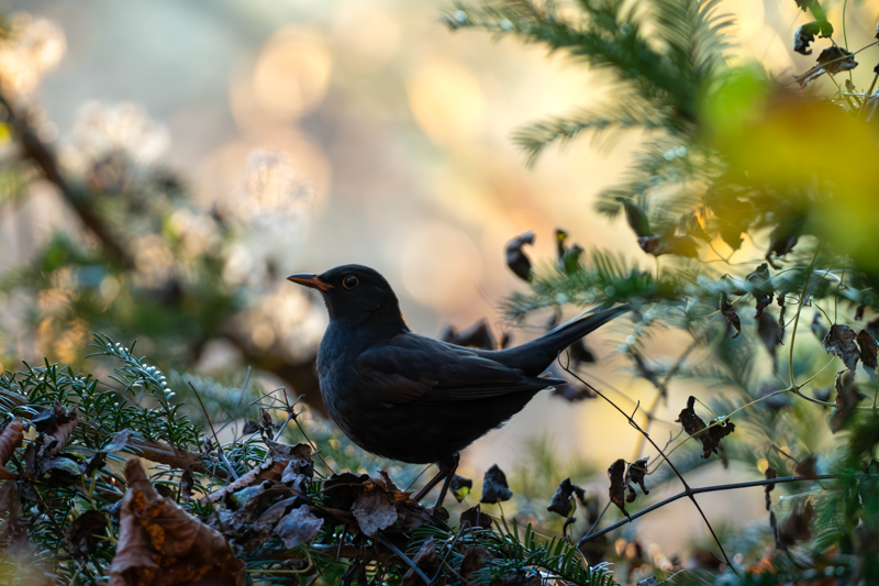 Blackbird