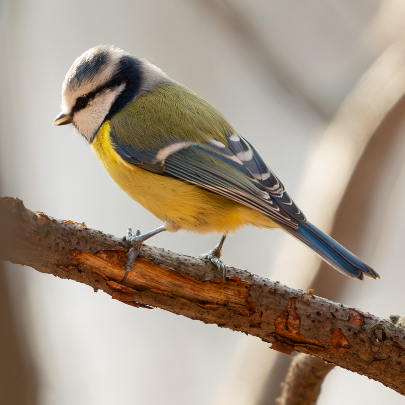 Blue Tit