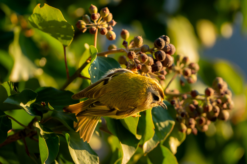 Goldcrest