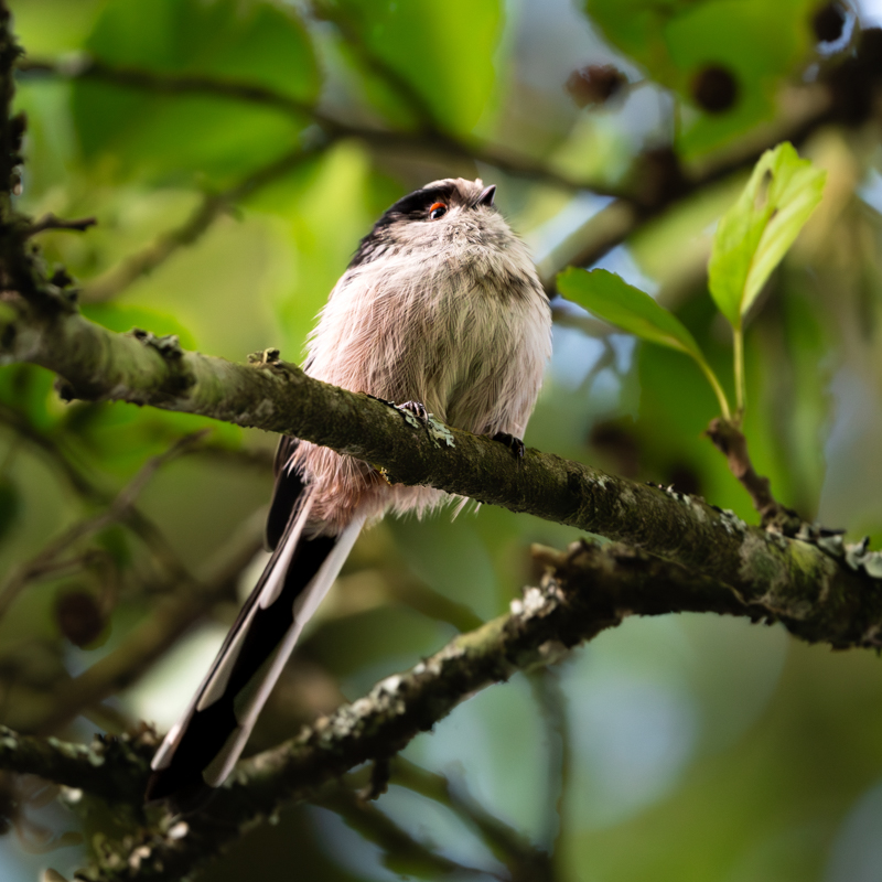 Long-tailed Tit