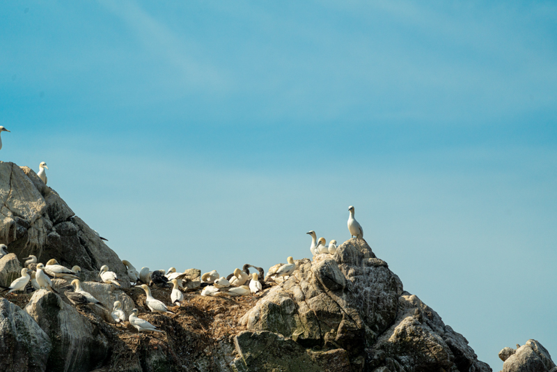 Northern Gannet