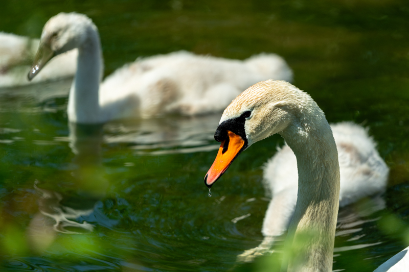 Mute Swan